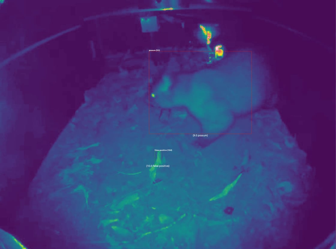 Possum identified in trap
