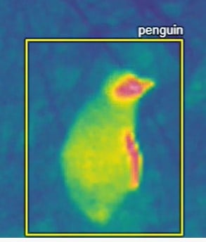 thermal penguin